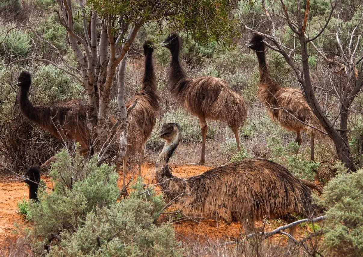 Emus