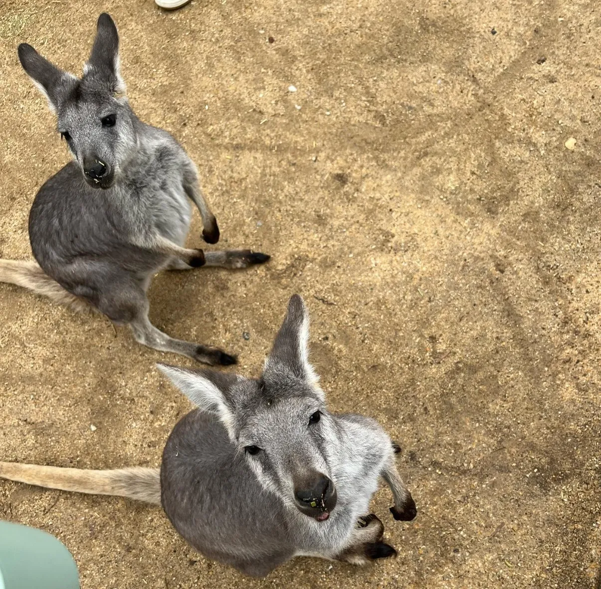 Featherdale Wildlife Park
