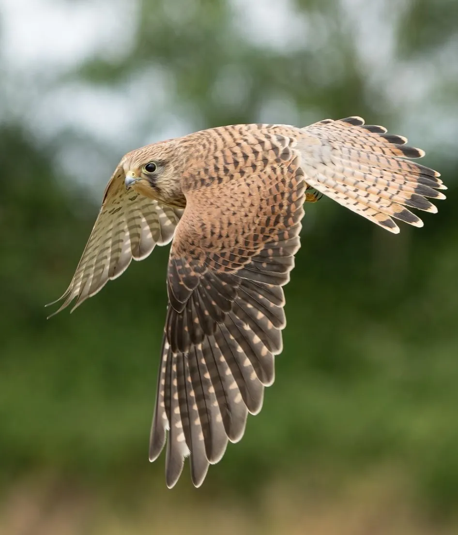 Kestrels