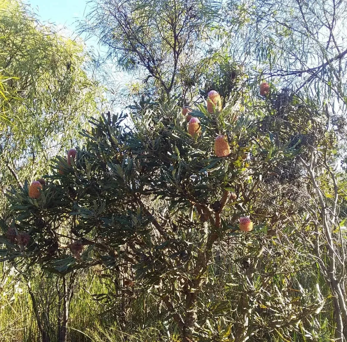The Banksia woodlands