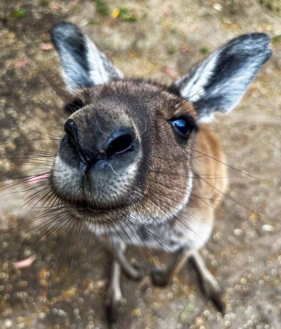 Western Grey Kangaroos
