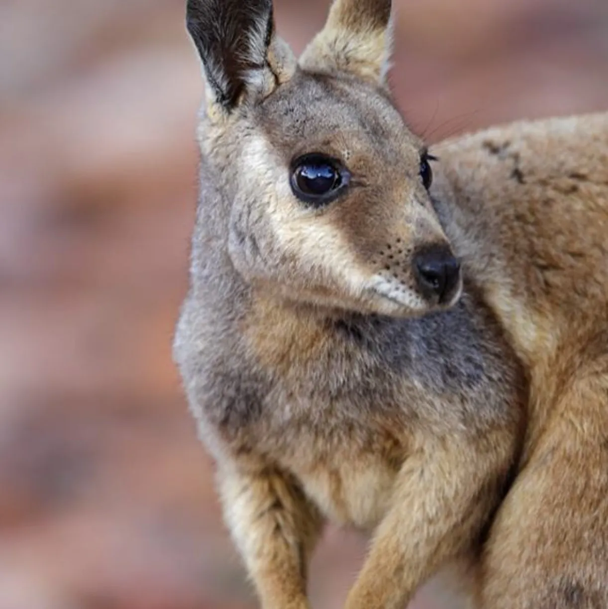 black-flanked rock wallaby