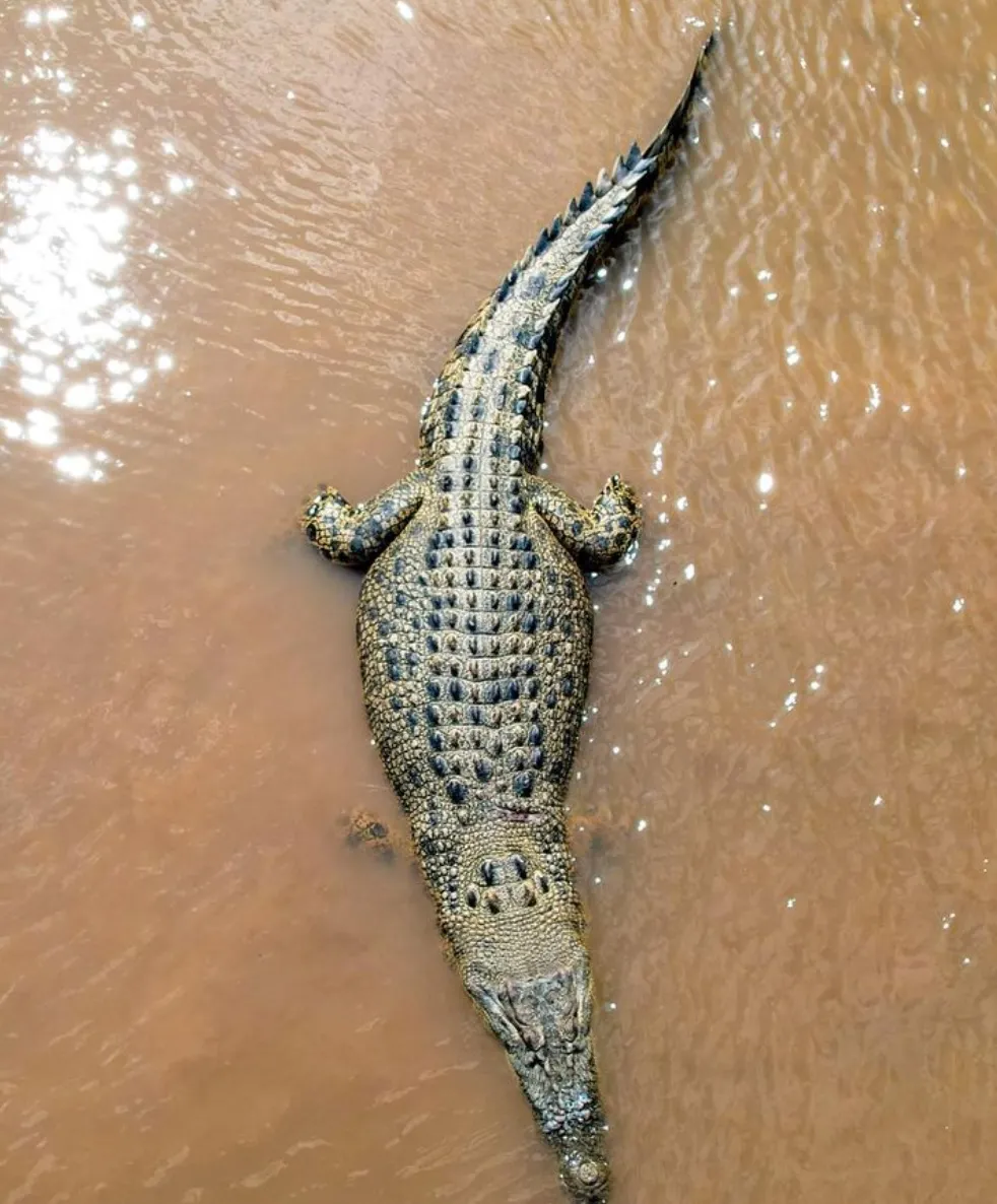 freshwater crocodiles