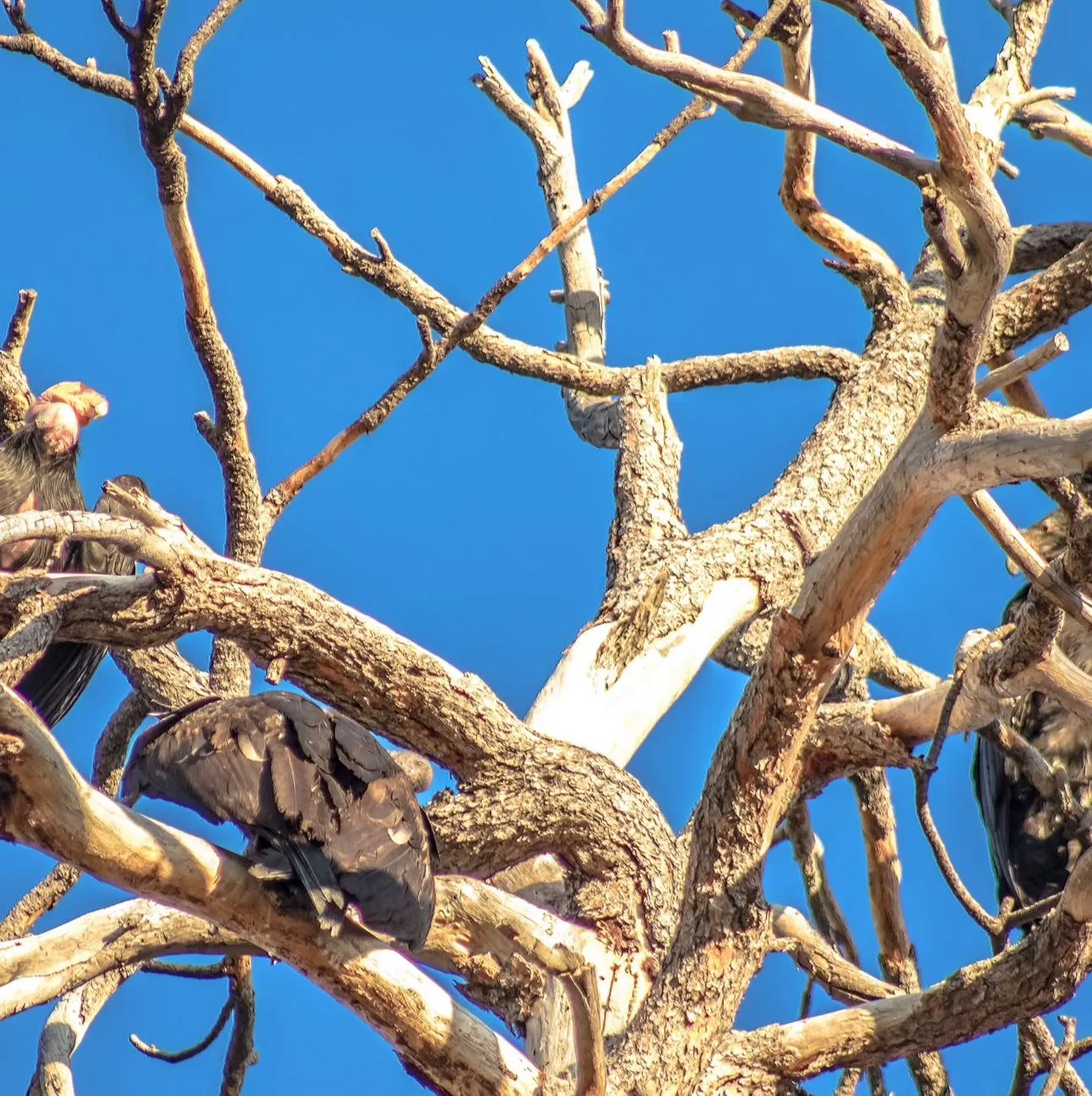 1 Day Pinnacles Tour