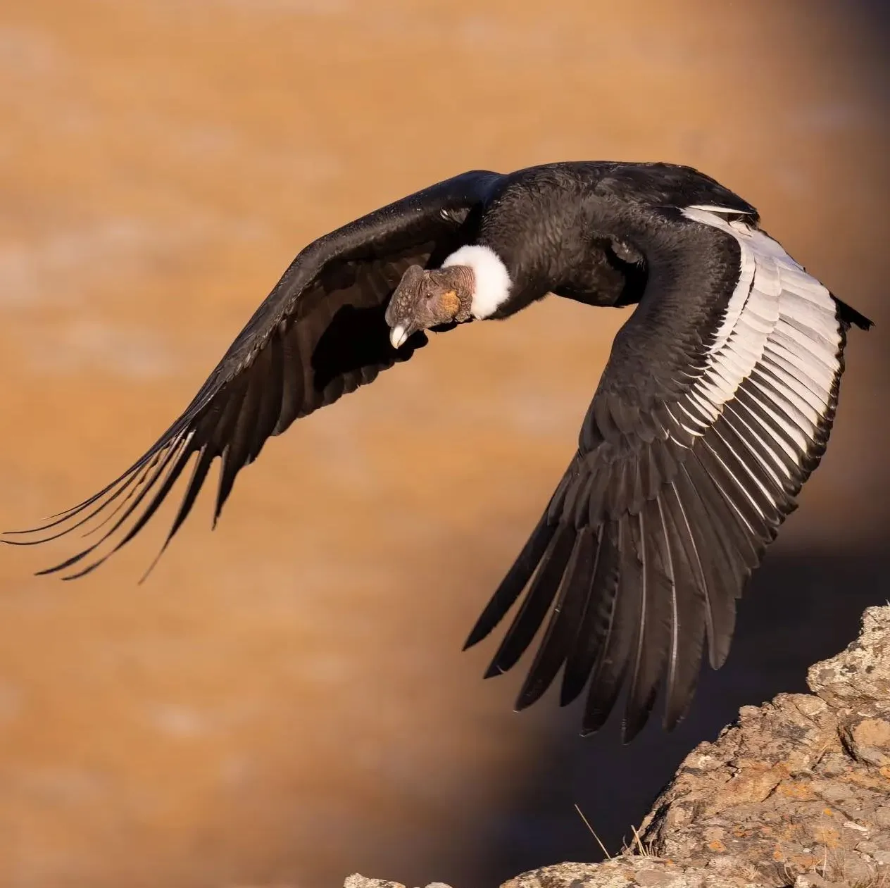 Best Seasons and Viewing Conditions