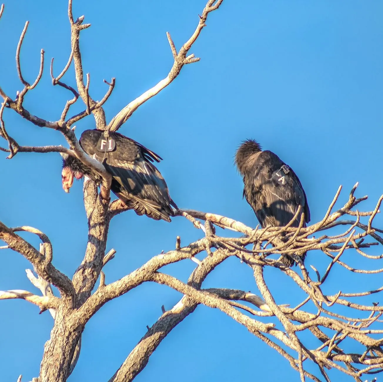 Nambung National Park