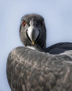 Where Can I See Condors in the Pinnacles