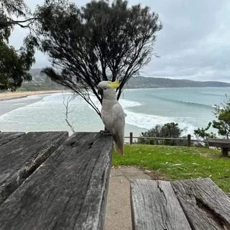 day trip to great ocean road