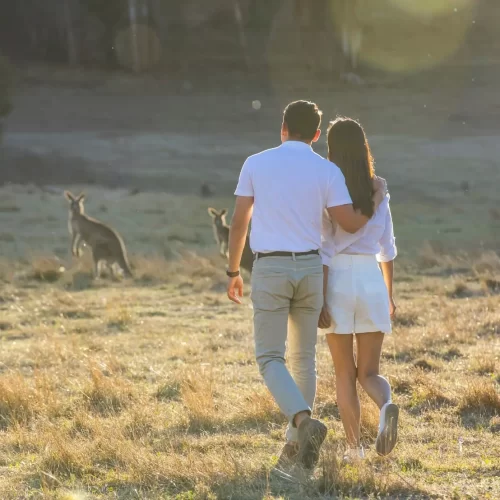 blue mountains day tours