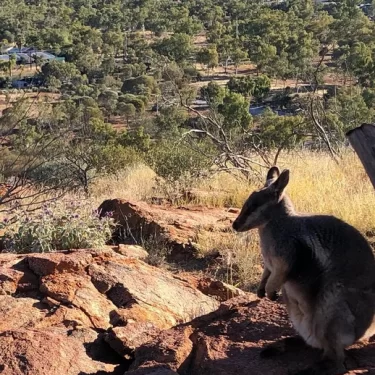 day trip from alice springs