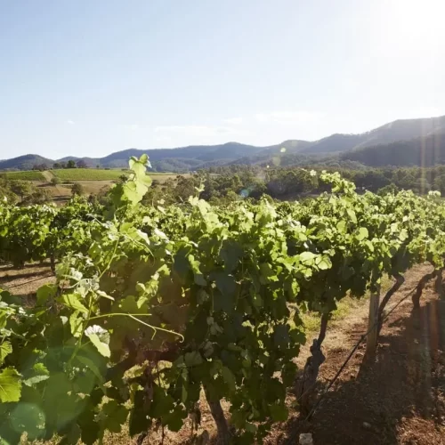 hunter valley wine tours pokolbin
