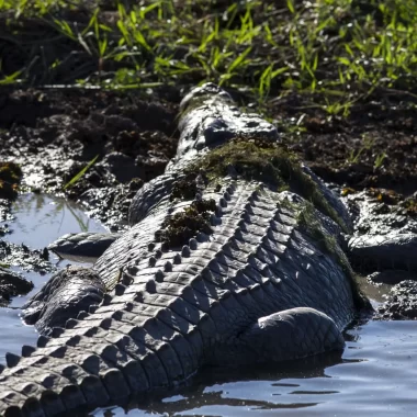 jumping croc tour darwin
