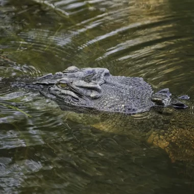 jumping croc tours darwin