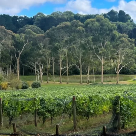 mornington peninsula wine tour
