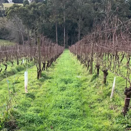 mornington peninsula wine tours
