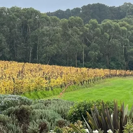 mornington winery tours