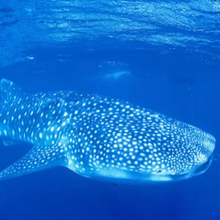ningaloo whale shark tours