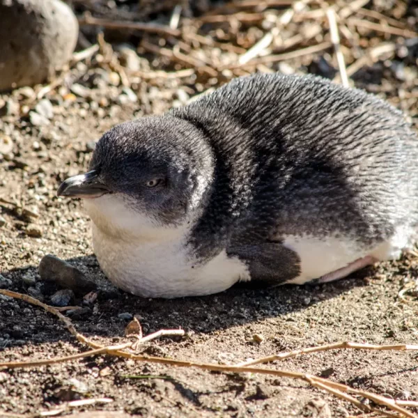 phillip island day tours