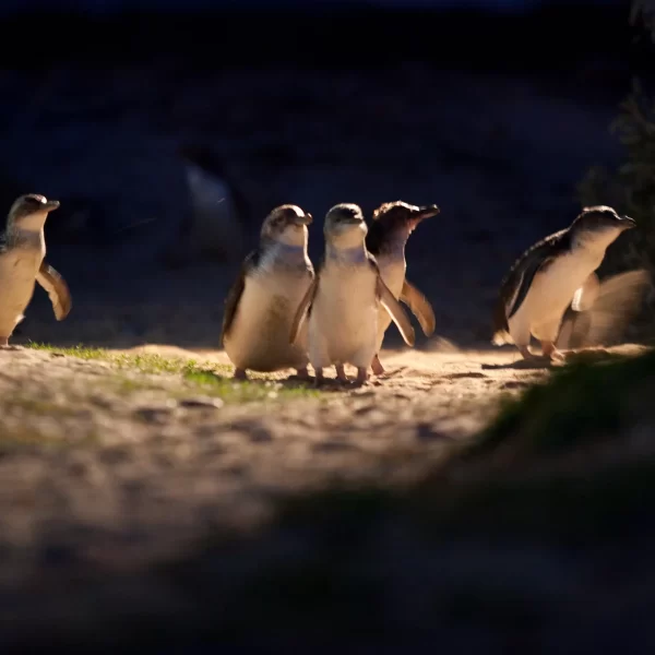 phillip island day tour