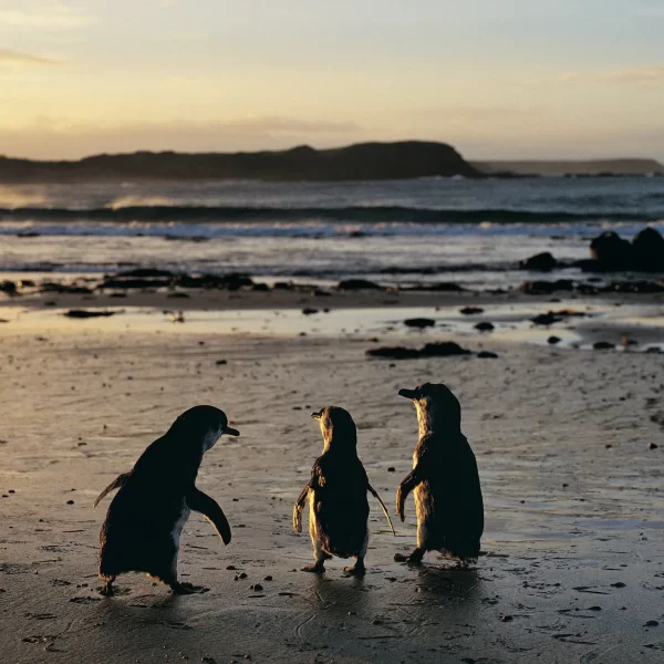 day trip to phillip island