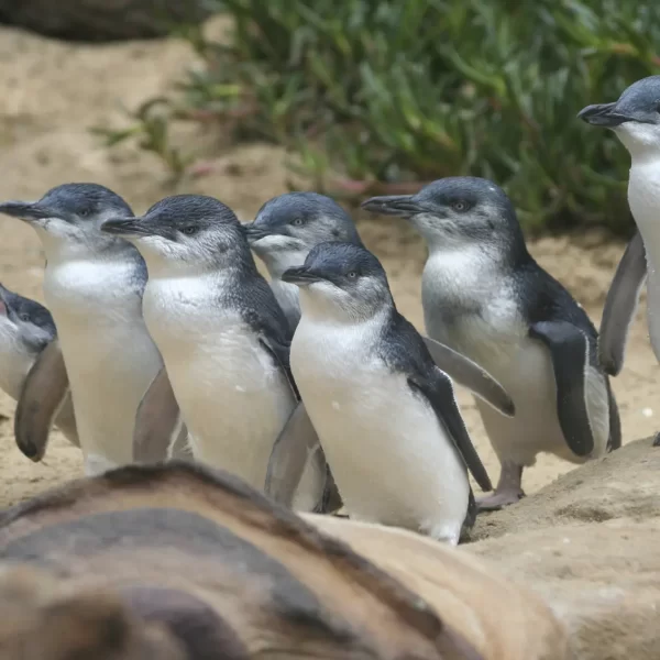 phillip island penguin tour