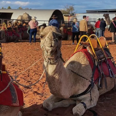 things to do around uluru