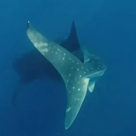 whale shark tour exmouth