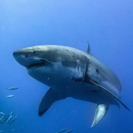 whale shark tours exmouth