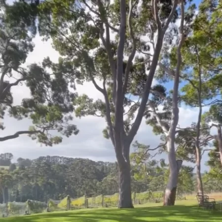 winery tours mornington